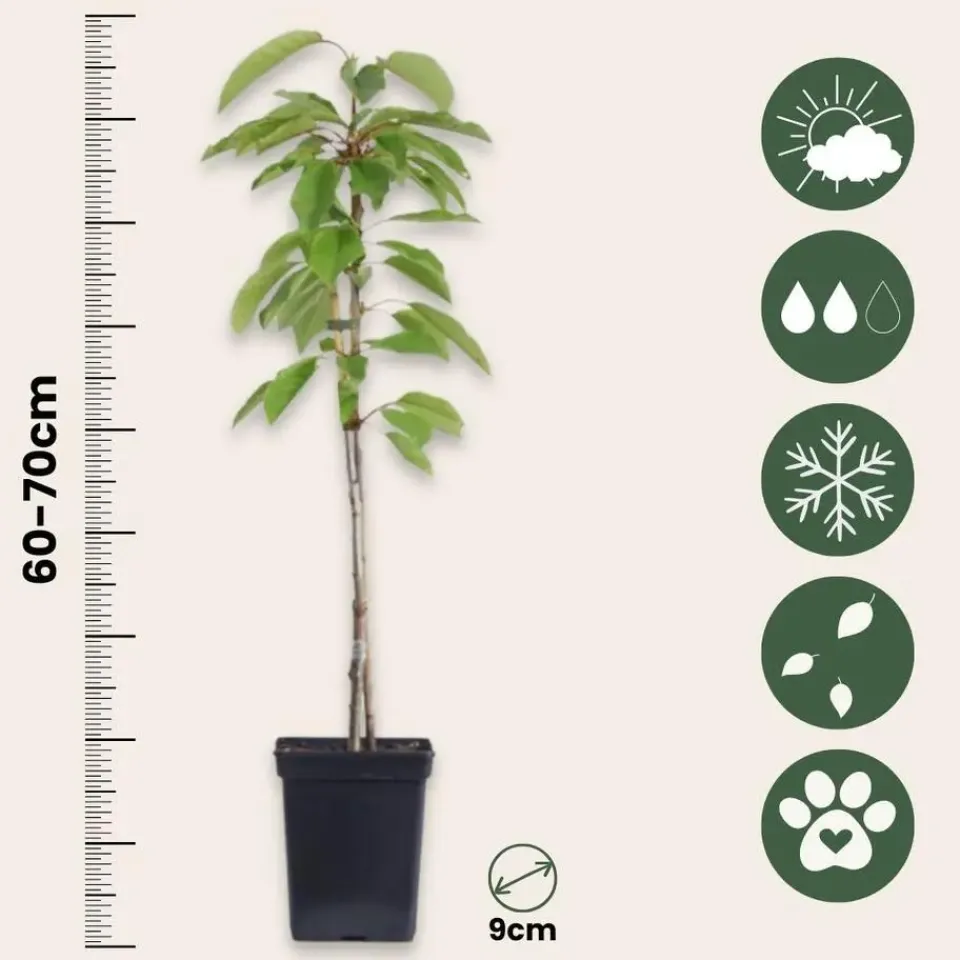 Plant in a Box Appelboom-mix - Set van 6 - Malus - Hoogte 60-70cm - ⌀9cm Outlet