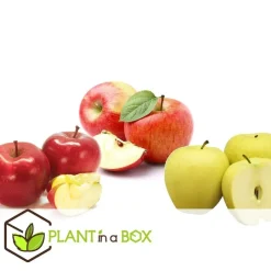 Plant in a Box Appelboom-mix - Set van 6 - Malus - Hoogte 60-70cm - ⌀9cm Outlet