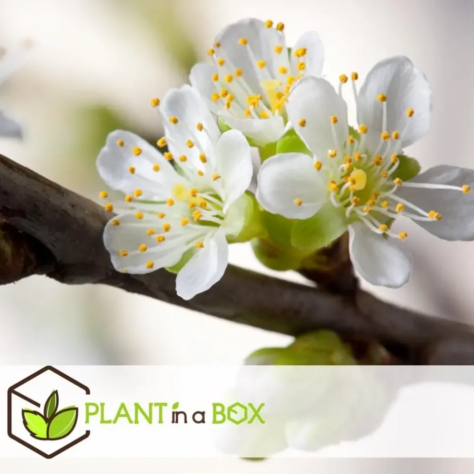 Plant in a Box Appelboom-mix - Set van 6 - Malus - Hoogte 60-70cm - ⌀9cm Outlet