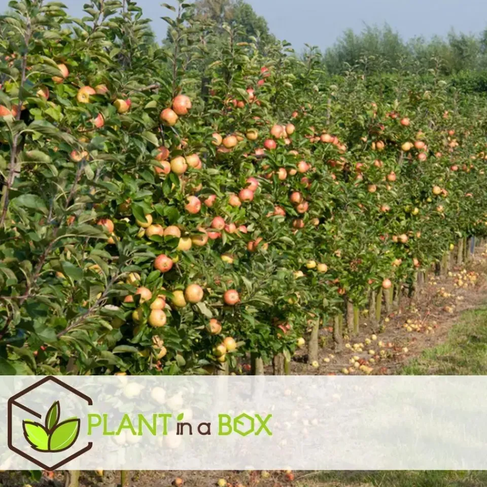 Plant in a Box Appelboom-mix - Set van 6 - Malus - Hoogte 60-70cm - ⌀9cm Outlet