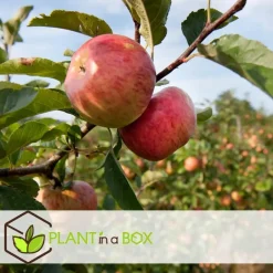 Plant in a Box Appelboom-mix - Set van 6 - Malus - Hoogte 60-70cm - ⌀9cm Outlet