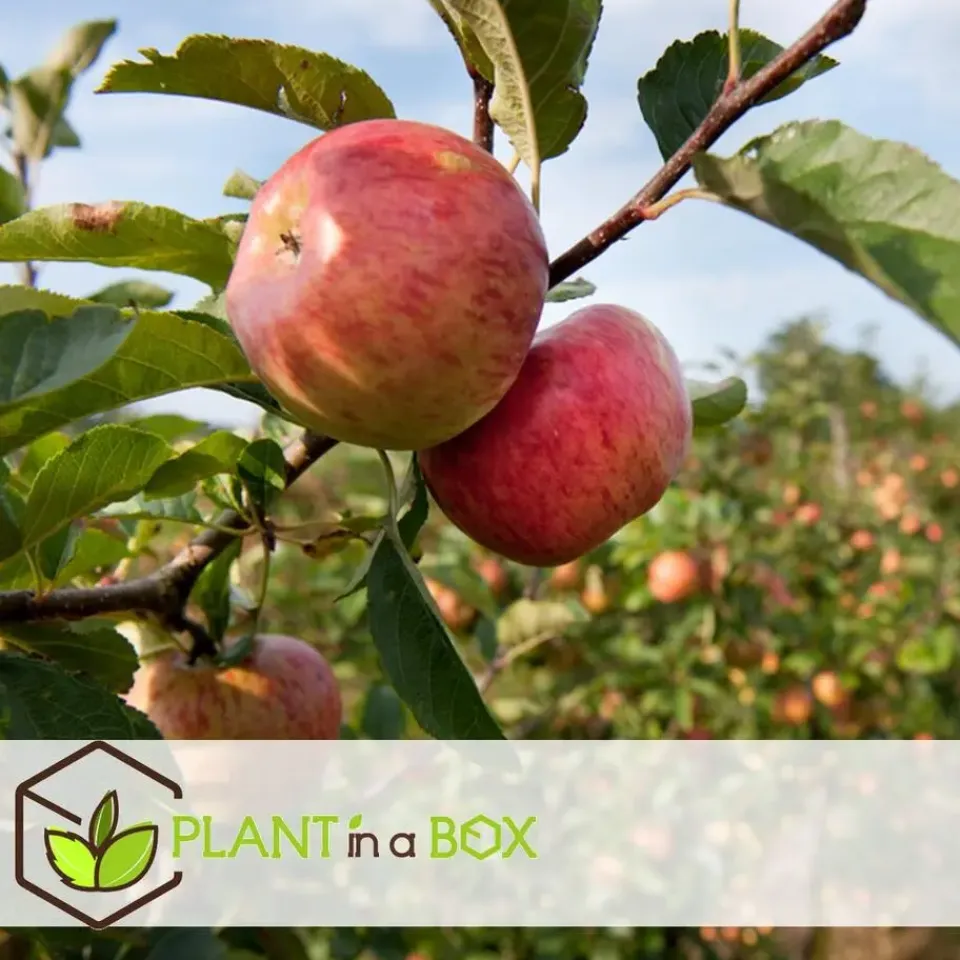 Plant in a Box Appelboom-mix - Set van 6 - Malus - Hoogte 60-70cm - ⌀9cm Outlet