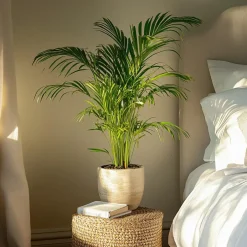 Plant in a Box Areca goudpalm - Dypsis lutescens - Hoogte 60-70cm - ⌀17cm Hot
