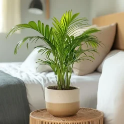 Plant in a Box Areca goudpalm - Dypsis lutescens - Hoogte 30-45cm - ⌀12cm Best