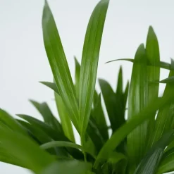 Plant in a Box Areca goudpalm - Dypsis lutescens - Hoogte 30-45cm - ⌀12cm Best