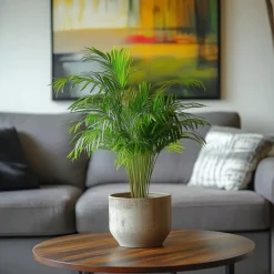 Plant in a Box Areca goudpalm - Dypsis lutescens - Hoogte 30-45cm - ⌀12cm Best