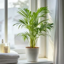 Plant in a Box Areca goudpalm - Dypsis lutescens - Hoogte 30-45cm - ⌀12cm Best