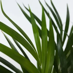 Plant in a Box Areca goudpalm - Dypsis lutescens - Hoogte 30-45cm - ⌀12cm Best