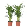 Plant in a Box Areca goudpalm - Set van 2 - Dypsis lutescens - Hoogte 60-70cm - ⌀17cm Sale