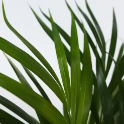 Plant in a Box Areca goudpalm - Set van 2 - Dypsis lutescens - Hoogte 60-70cm - ⌀17cm Sale