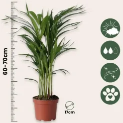 Plant in a Box Areca goudpalm - Set van 2 - Dypsis lutescens - Hoogte 60-70cm - ⌀17cm Sale