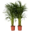 Plant in a Box Areca goudpalm - Set van 2 - Dypsis lutescens - Hoogte 100-120cm - ⌀21cm Clearance
