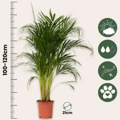 Plant in a Box Areca goudpalm - Set van 2 - Dypsis lutescens - Hoogte 100-120cm - ⌀21cm Clearance