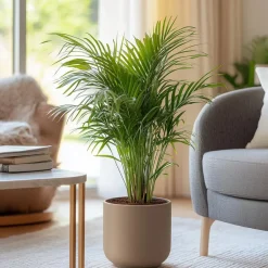Plant in a Box Areca goudpalm - Set van 2 - Dypsis lutescens - Hoogte 100-120cm - ⌀21cm Clearance
