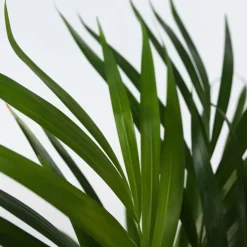 Plant in a Box Areca goudpalm - Set van 2 - Dypsis lutescens - Hoogte 100-120cm - ⌀21cm Clearance