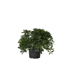 Plant in a Box Australische laurier - Pittosporum tobira nanum - Hoogte 30-40cm - ⌀19cm Discount