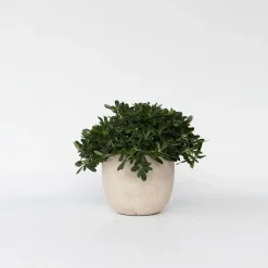 Plant in a Box Australische laurier - Pittosporum tobira nanum - Hoogte 30-40cm - ⌀19cm Discount