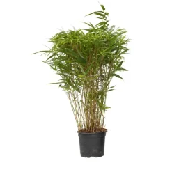 Plant in a Box Bamboe - Fargesia nitida 'Gansu' - Hoogte 50-70cm - ⌀17cm Discount