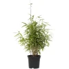 Plant in a Box Bamboe - Fargesia nitida 'Red Dragon' - Hoogte 50-70cm - ⌀17cm