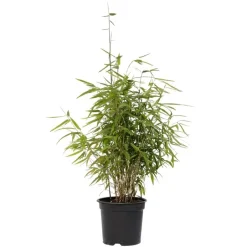 Plant in a Box Bamboe - Fargesia nitida 'Red Dragon' - Hoogte 50-70cm - ⌀17cm