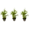 Plant in a Box Bamboe - Set van 3 - Fargesia nitida 'Black Dragon' - Hoogte 25-40cm - ⌀14cm New