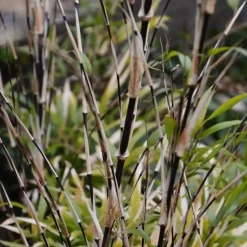 Plant in a Box Bamboe - Set van 3 - Fargesia nitida 'Black Dragon' - Hoogte 25-40cm - ⌀14cm New