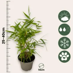 Plant in a Box Bamboe - Set van 3 - Fargesia nitida 'Black Dragon' - Hoogte 25-40cm - ⌀14cm New