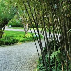 Plant in a Box Bamboe - Set van 3 - Fargesia nitida 'Black Dragon' - Hoogte 25-40cm - ⌀14cm New