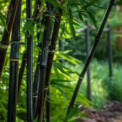 Plant in a Box Bamboe - Set van 3 - Fargesia nitida 'Black Dragon' - Hoogte 25-40cm - ⌀14cm New