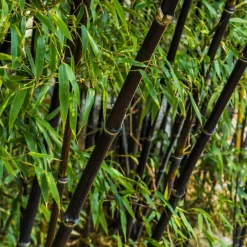 Plant in a Box Bamboe - Set van 3 - Fargesia nitida 'Black Dragon' - Hoogte 25-40cm - ⌀14cm New