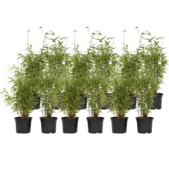 Plant in a Box Bamboe - Set van 12 - Fargesia nitida 'Red Dragon' - Hoogte 50-70cm - ⌀17cm Sale