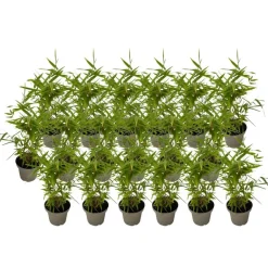 Plant in a Box Bamboe - Set van 18 - Fargesia nitida 'Black Dragon' - Hoogte 25-40cm - ⌀14cm Hot