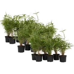 Plant in a Box Bamboe - Set van 18 - Fargesia rufa - Hoogte 25-40cm - ⌀13cm Clearance