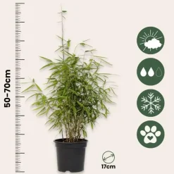 Plant in a Box Bamboe - Set van 4 - Fargesia nitida 'Red Dragon' - Hoogte 50-70cm - ⌀17cm