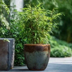 Plant in a Box Bamboe - Set van 4 - Fargesia nitida 'Red Dragon' - Hoogte 50-70cm - ⌀17cm