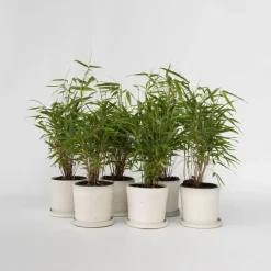Plant in a Box Bamboe - Set van 6 - Fargesia rufa - Hoogte 25-40cm - ⌀13cm Online