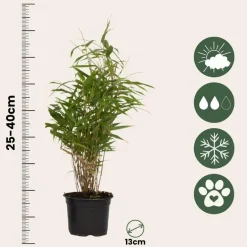 Plant in a Box Bamboe - Set van 6 - Fargesia rufa - Hoogte 25-40cm - ⌀13cm Online