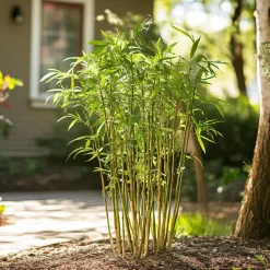 Plant in a Box Bamboe - Set van 6 - Fargesia rufa - Hoogte 25-40cm - ⌀13cm Online