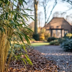 Plant in a Box Bamboe - Set van 6 - Fargesia rufa - Hoogte 25-40cm - ⌀13cm Online