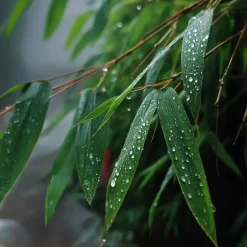 Plant in a Box Bamboe - Set van 6 - Fargesia rufa - Hoogte 25-40cm - ⌀13cm Online