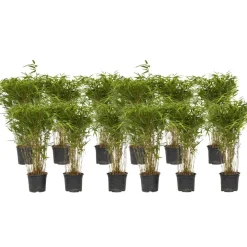 Plant in a Box Bamboe - Set van 12 - Fargesia nitida 'Gansu' - Hoogte 50-70cm - ⌀17cm Best