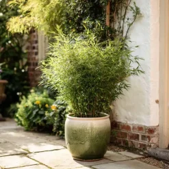 Plant in a Box Bamboe - Set van 12 - Fargesia nitida 'Gansu' - Hoogte 50-70cm - ⌀17cm Best