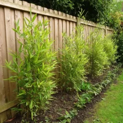 Plant in a Box Bamboe - Set van 12 - Fargesia nitida 'Gansu' - Hoogte 50-70cm - ⌀17cm Best