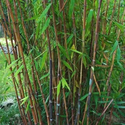 Plant in a Box Bamboe - Set van 12 - Fargesia nitida 'Gansu' - Hoogte 50-70cm - ⌀17cm Best