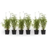 Plant in a Box Bamboe - Set van 6 - Fargesia nitida 'Red Dragon' - Hoogte 50-70cm - ⌀17cm Online