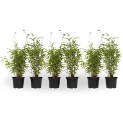Plant in a Box Bamboe - Set van 6 - Fargesia nitida 'Red Dragon' - Hoogte 50-70cm - ⌀17cm Online