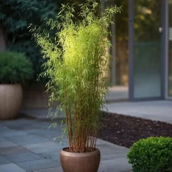 Plant in a Box Bamboe - Set van 6 - Fargesia nitida 'Red Dragon' - Hoogte 50-70cm - ⌀17cm Online