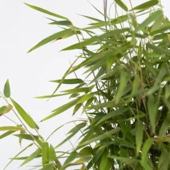 Plant in a Box Bamboe - Set van 6 - Fargesia nitida 'Red Dragon' - Hoogte 50-70cm - ⌀17cm Online