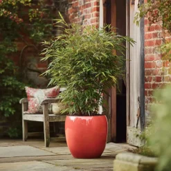 Plant in a Box Bamboe - Set van 6 - Fargesia nitida 'Red Dragon' - Hoogte 50-70cm - ⌀17cm Online