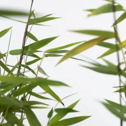 Plant in a Box Bamboe - Set van 6 - Fargesia nitida 'Red Dragon' - Hoogte 50-70cm - ⌀17cm Online